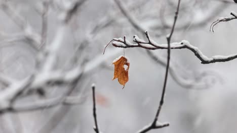 Tree-branches-on-the-background-of-snowfall.-Flakes-of-snow-falling-down-winter-landscape.