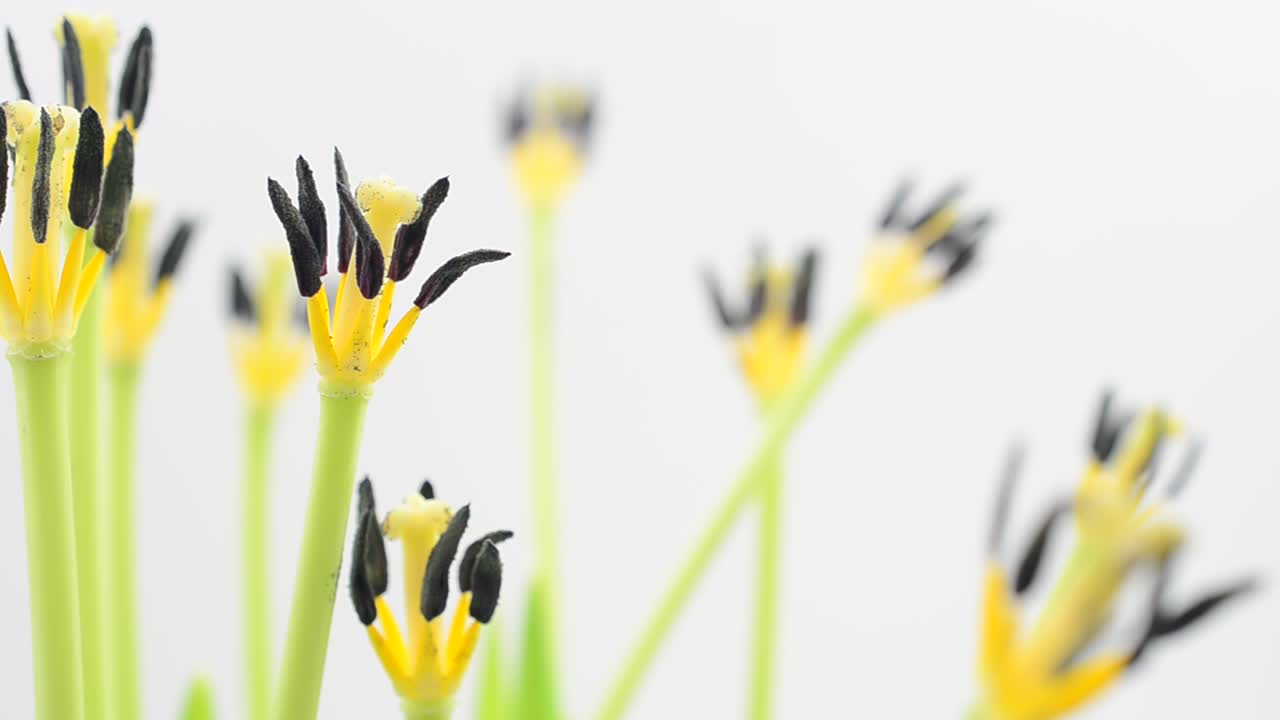 Vårblomster på hvit bakgrunn. Minimalisme. Bevegelsesfotografering