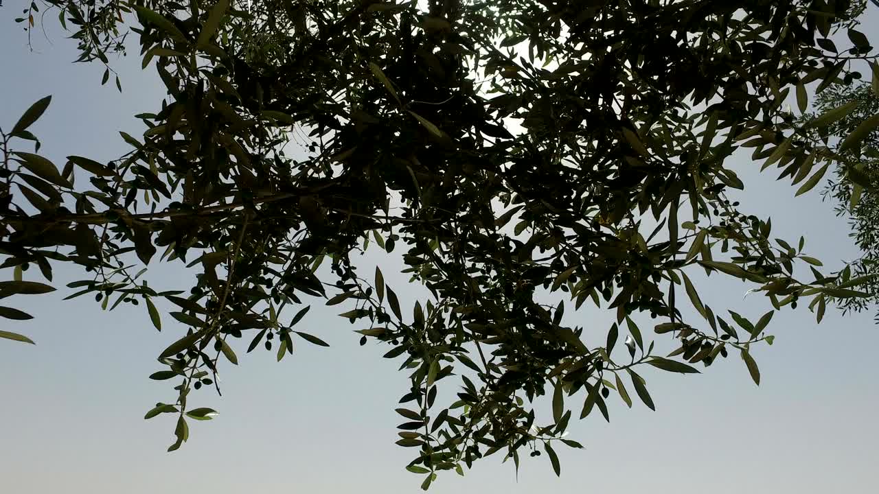 la luz del sol detrás del olivo