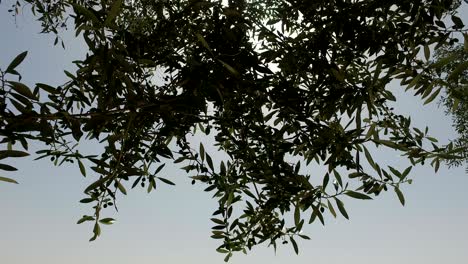 sunlight behind olive tree