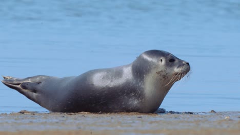 Pinnípedo-De-Foca-Común-Durmiendo-En-Las-Playas-Frente-A-La-Costa-De-La-Isla-De-Texel-Y-Despertándose-Repentinamente