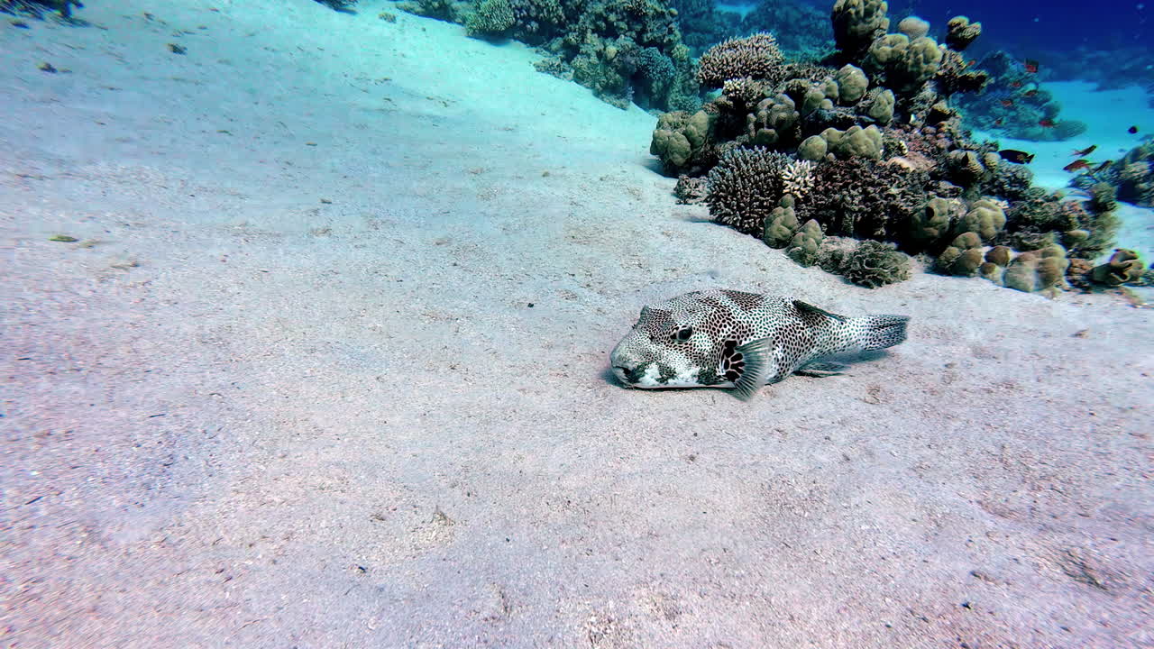 Map Pufferfish underwater in the coral reef of Dahab, Egypt