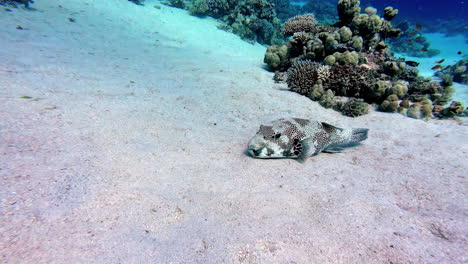 map pufferfish underwater in the coral reef of dahab, egypt