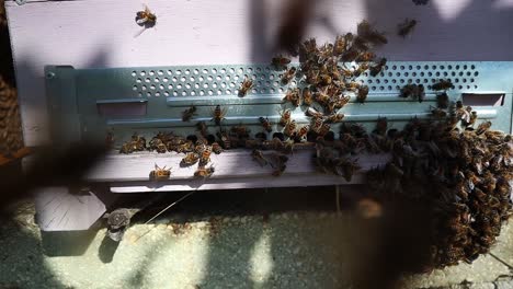 Honey bees around a wooden hive box