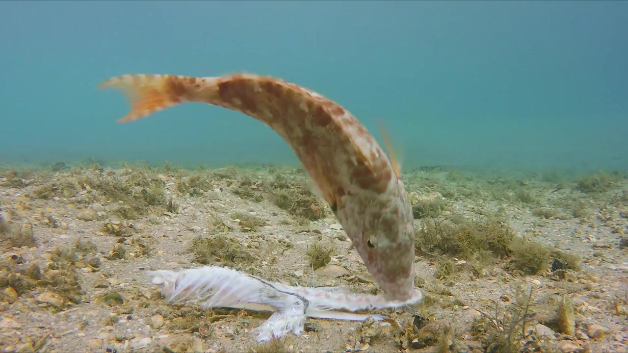 Pesci che si nutrono sul fondale marino