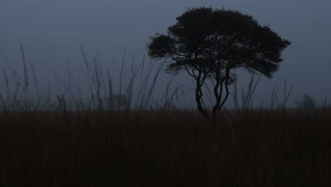 Blaue-Farbe-Warf-über-Frühmorgendliche-Sonnenaufgangsmoorlandschaft-Mit-Einem-Einzelnen-Baum-Mit-Mäandrierenden-Ästen,-Die-Sich-Von-Einem-Feuchten,-Nebligen-Nebelhintergrund-Abheben,-Und-Grashalmen,-Die-Im-Vordergrund-Winken