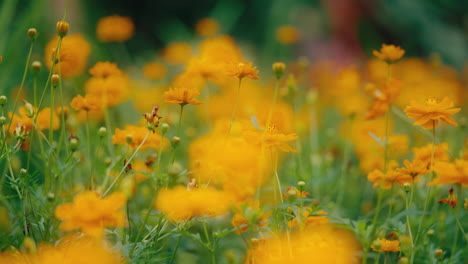 jardín de flores de naranja al sol