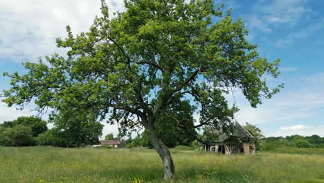 4K-Cinematic-nature-footage-of-a-drone-rotating-around-a-tree-in-the-middle-of-a-field-in-Normandy,-France-on-a-sunny-day