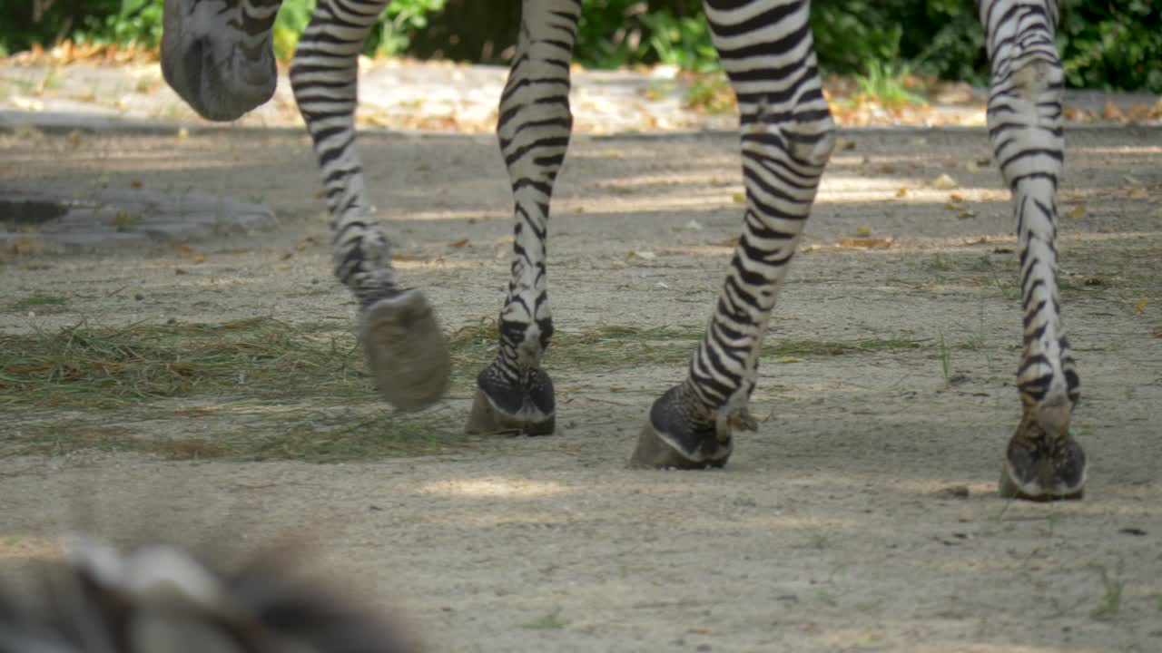Close-up of the feet of a walking Zebra 