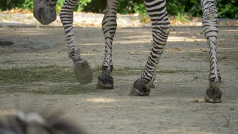 close-up of the feet of a walking zebra