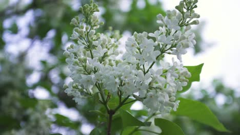 white lilac blossoms