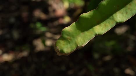 Dragon-fruit-cactus-limb-with-sun-shining-and-a-fly-walking-across-of-limb