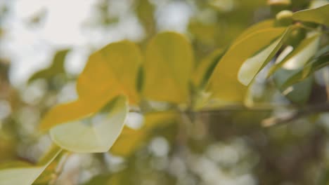 Panning-shot-leaves-swaying-in-the-wind,-Unripe-green-fruits-in-summer-day-swinging-on-the-wind