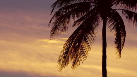 silhouette of a large palm tree against a colourful sunset background