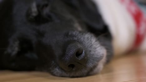 una vista de enfoque estrecho de un perro de raza labrador senior negro durmiendo en el suelo