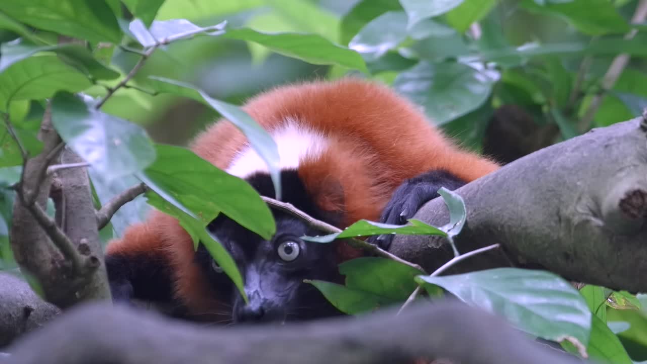 자연 서식지에 있는 나뭇가지에 누워 있는 붉은 목도리 여우원숭이