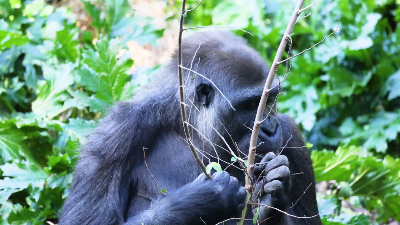 Gorilla che mangia un ramo in una vegetazione lussureggiante