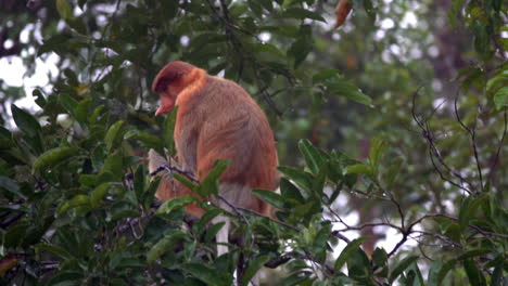 A-proboscis-monkey-seen-from-the-side