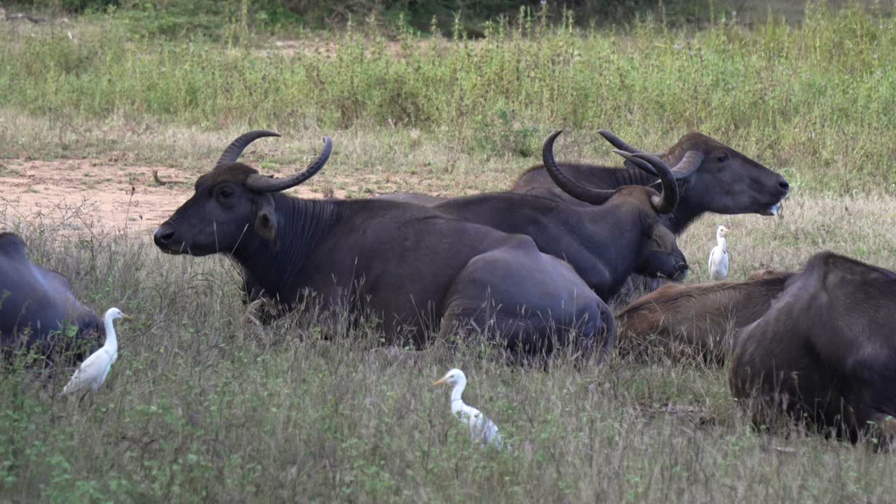 Relaxed water buffalo resting in Yala National Park with a bird nearby