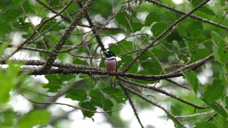 Die-Kamera-Zoomt-Heraus-Und-Zeigt-Die-Vorderseite-Dieses-Vogels,-Der-Sich-Umschaut:-Schwarz-gelber-Breitschnabel-Eurylaimus-Ochromalus,-Thailand