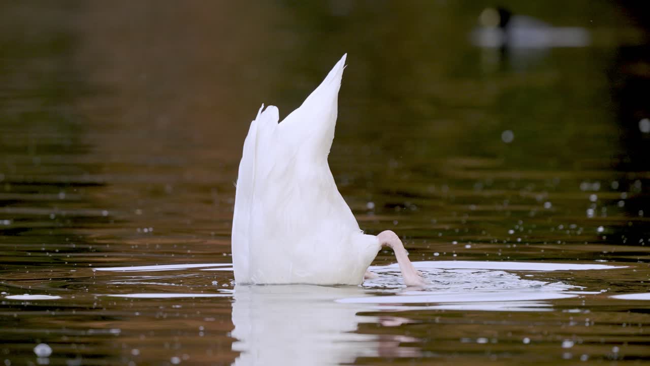 retrato de un cisne de cuello negro buceando cazando presas en una laguna de agua dulce, de cerca