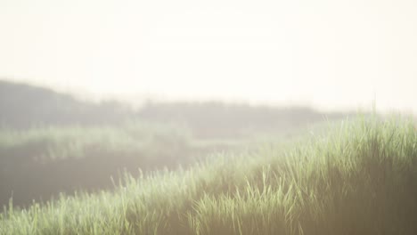 green field with tall grass in the early morning with fog