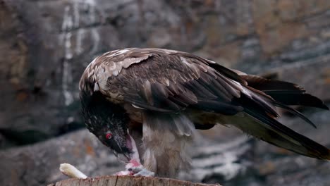 scary hawk bird with evil red eyes eats fresh meat with sharp beak and claws