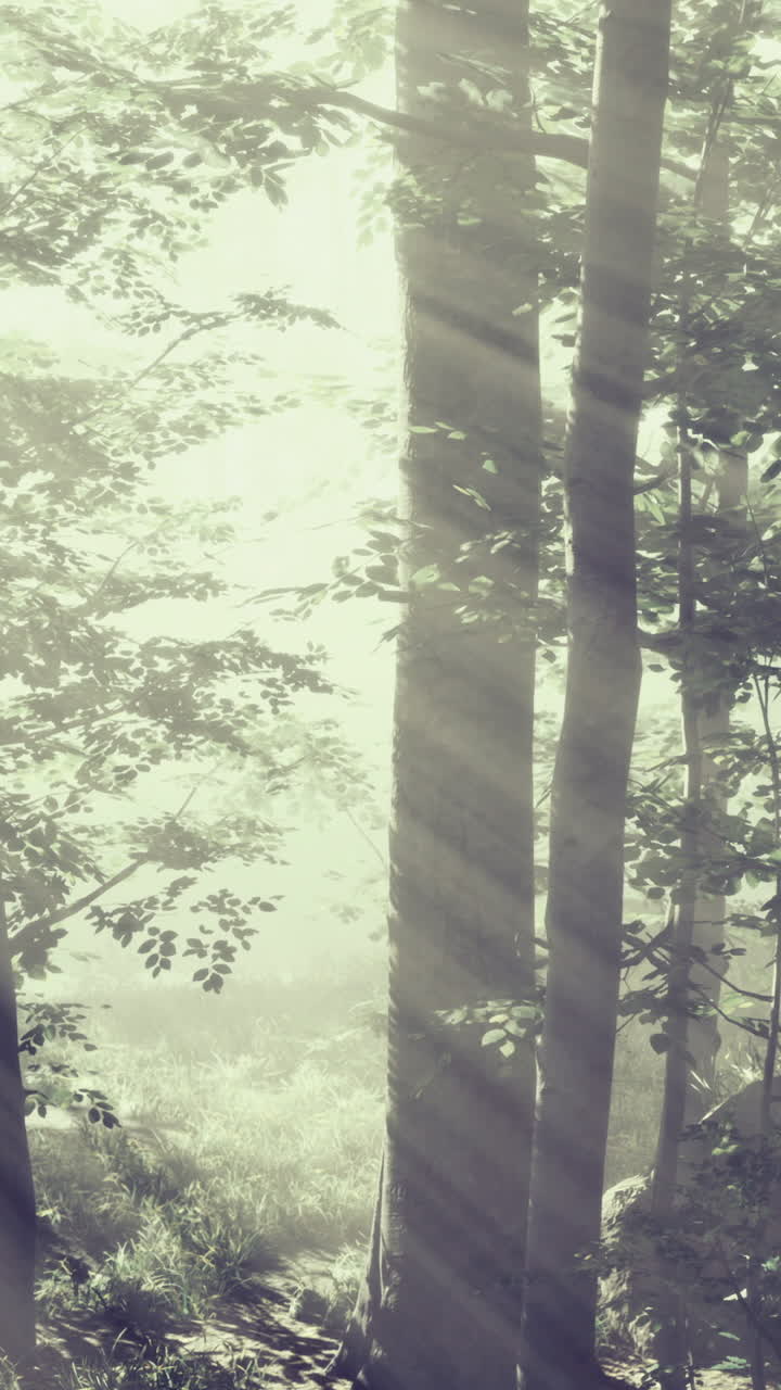 Morning light filters through misty trees in a tranquil forest atmosphere