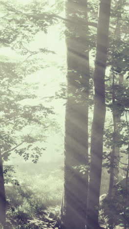 morning light filters through misty trees in a tranquil forest atmosphere