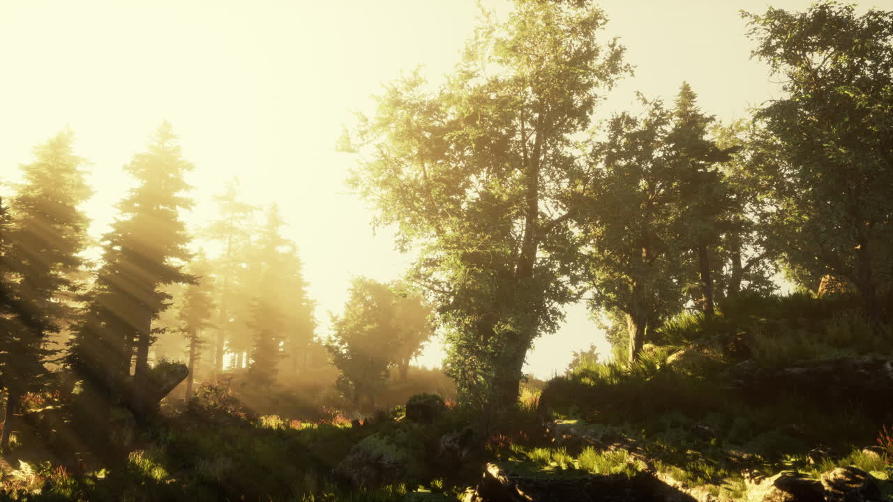 amanecer en un bosque de coníferas brumoso