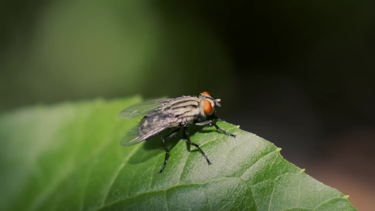 vídeos hd de mosca negra