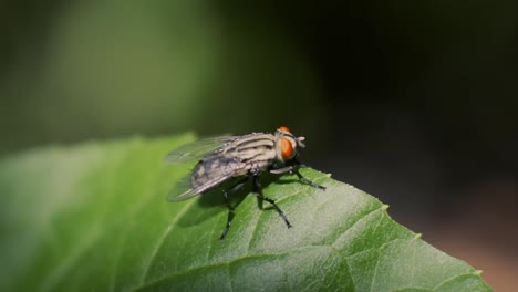 Videos-Hd-De-Mosca-Negra