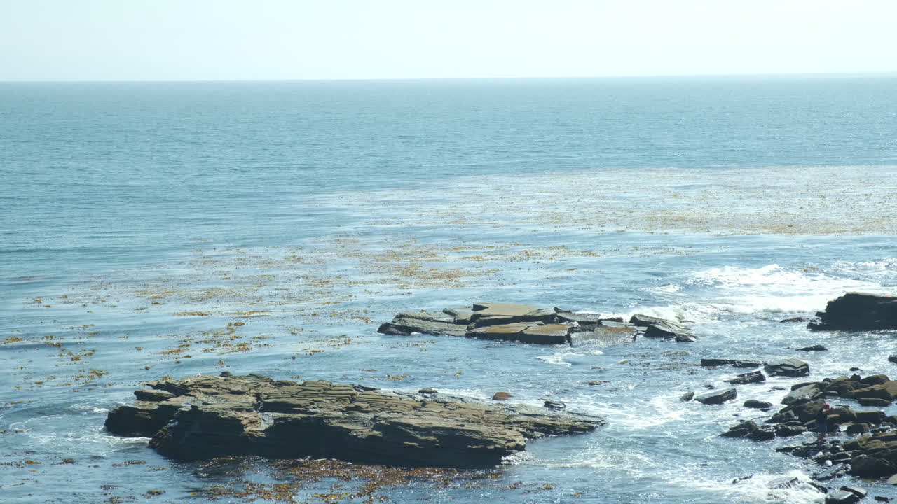 Maree calme che si riversano in pozze di marea rocciose da una foresta di alghe.