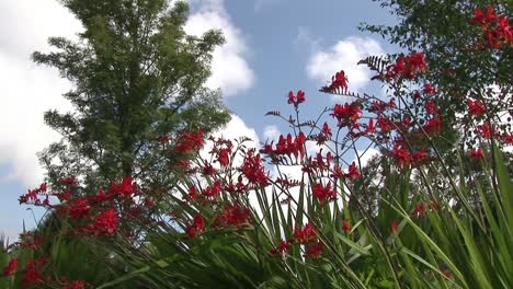 stock footage flowers in bloom