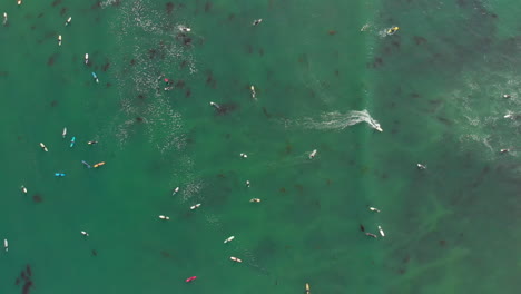 Antena-De-Surfistas-Atrapando-Olas-En-Aguas-Verdes,-De-Arriba-Hacia-Abajo