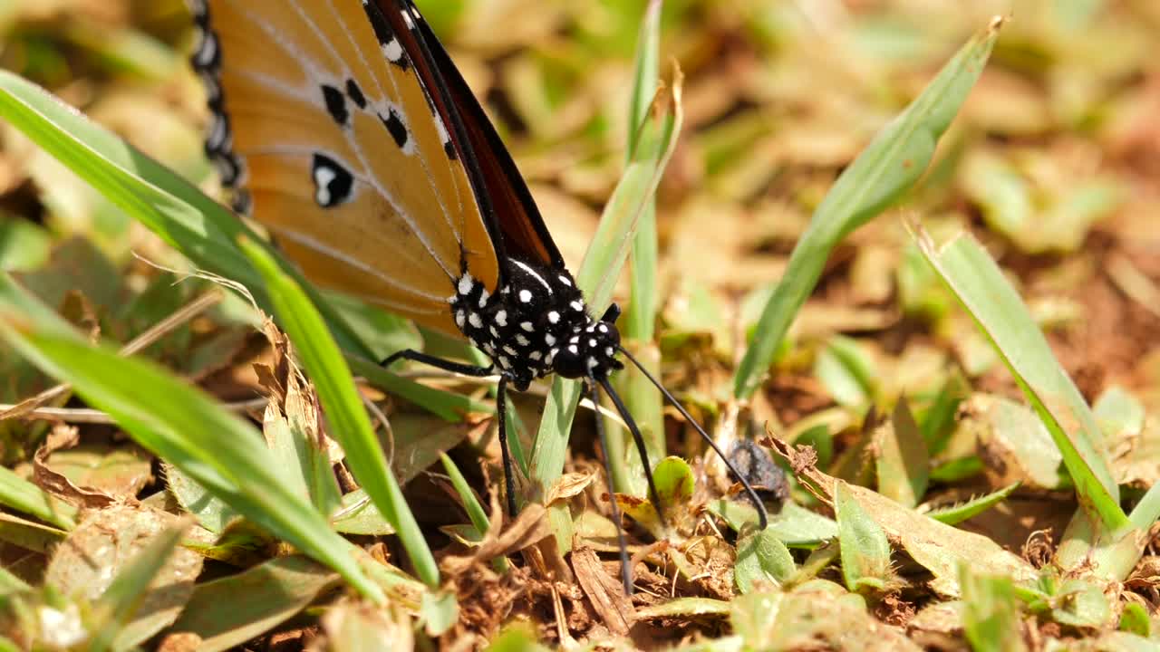 mariposa tigre simple forrajea con probóscide en el suelo