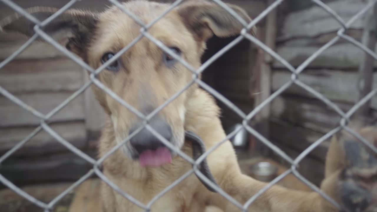 우크라이나의 개 터에 있는 노숙자 개들