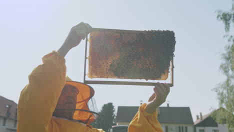 beekeeper inspecting bee hive frame, colony health, and size, low angle shot