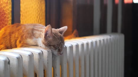 un lindo gato tabby naranja durmiendo en el radiador