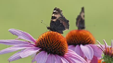 couple of small tortoiseshell butterflies pollinating in orange coneflower