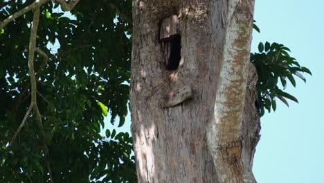 Visto-Arrojando-Materiales-Desde-El-Interior-Del-Nido-Mientras-Lo-Limpia,-Gran-Cálao-Indio-Buceros-Bicornis,-Parque-Nacional-Khao-Yai,-Tailandia