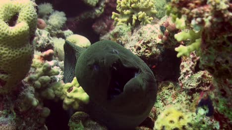 Pez-Limpiador-Limpieza-De-Anguila-Morena-Gigante-Arrecife-De-Coral-Iónico-En-El-Mar-Rojo