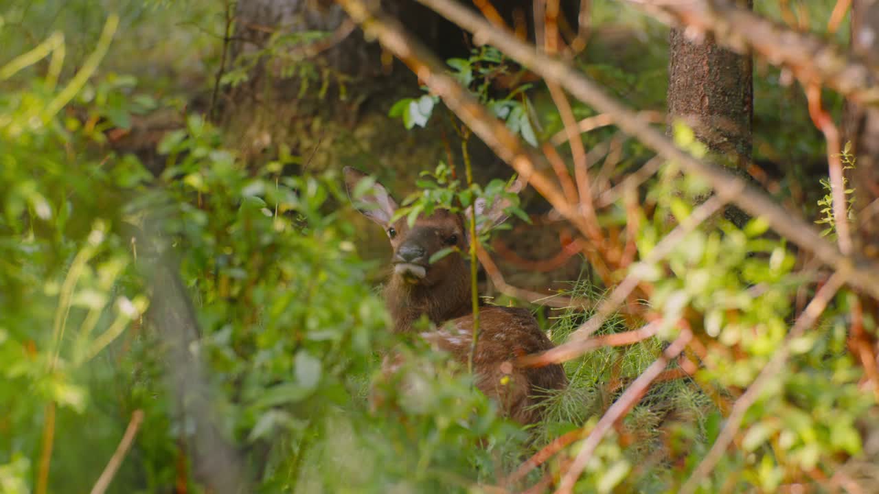 alce cervatillo mirando a la cámara