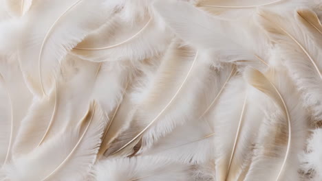 delicate white feathers