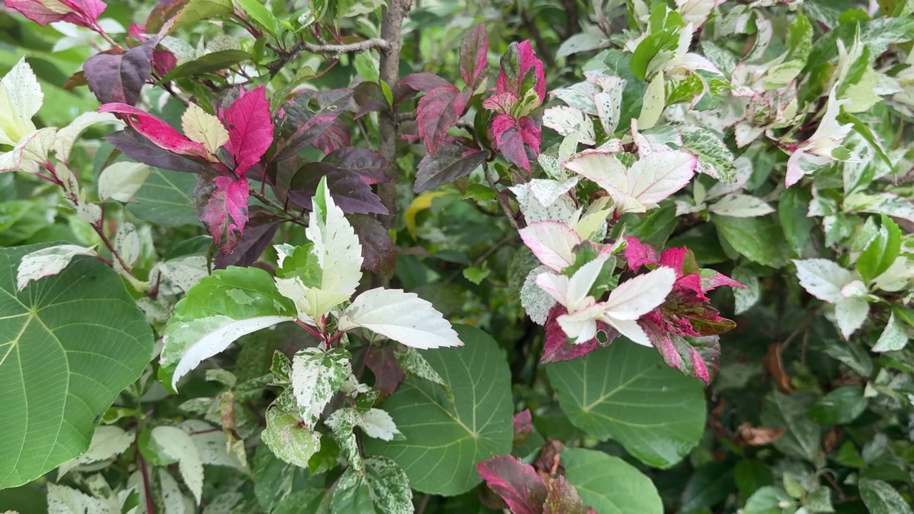 Hojas variegadas vibrantes meciéndose suavemente en un jardín