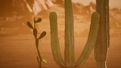 Atardecer-En-El-Desierto-De-Arizona-Con-Cactus-Saguaro-Gigante