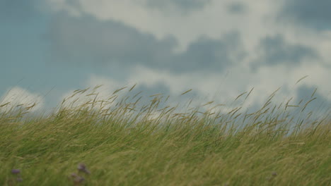 close up shot of high grass growing near the shore at the beach of the north sea