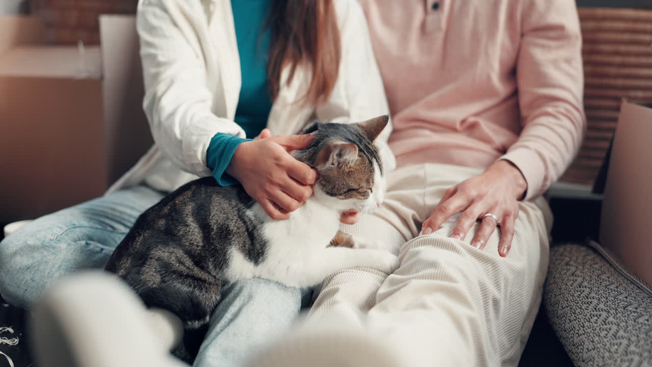 고양이 가  ⁇ 아지고 있다