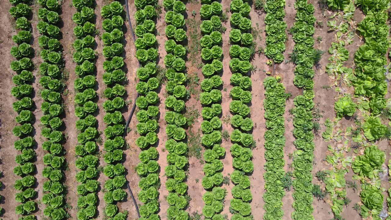 campo de repollo desde la antena arriba en sdot negev israel