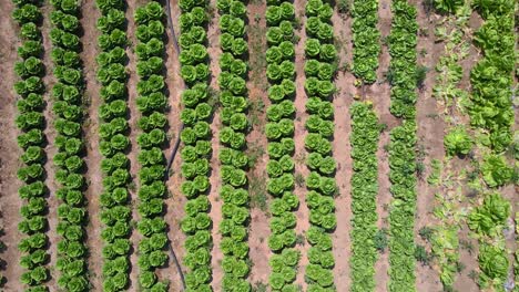 Cabbage-Field-From-Aerial-Above-at-Sdot-Negev-Israel